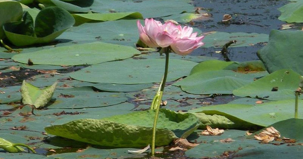 100 Samen Indische Lotusblume Nelumbo nucifera seeds,nelumbo seeds,lotus 