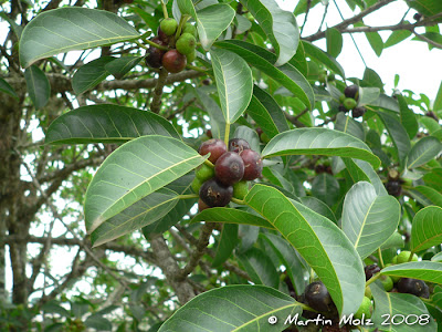 Higuerón Ficus luschnathiana