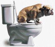China's Pet Toilets