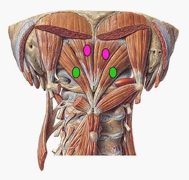 Anatomía y Fisiología Cabeza y Raquis Músculos del Cuello Anatomía y Fisiología Cabeza y Raquis Músculos del Cuello