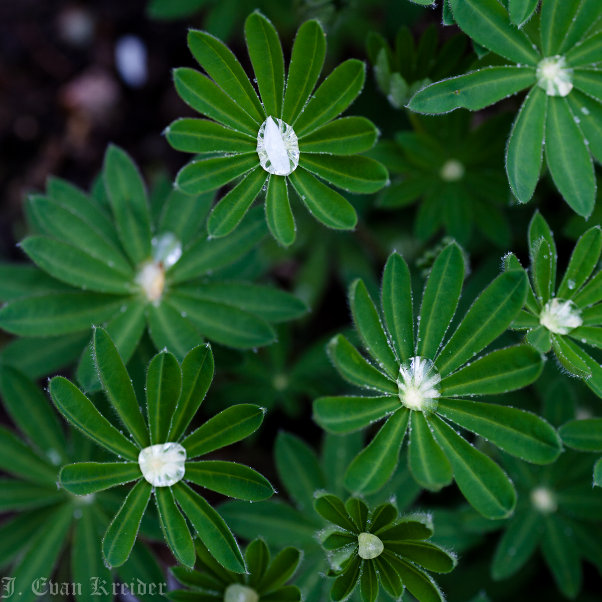 Kreider's Korner Photographs Late April flowers in Vancouver