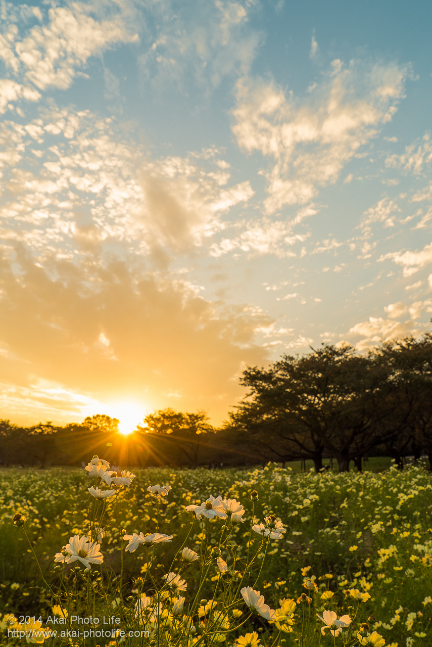 国営昭和記念公園で撮影したコスモスと夕日