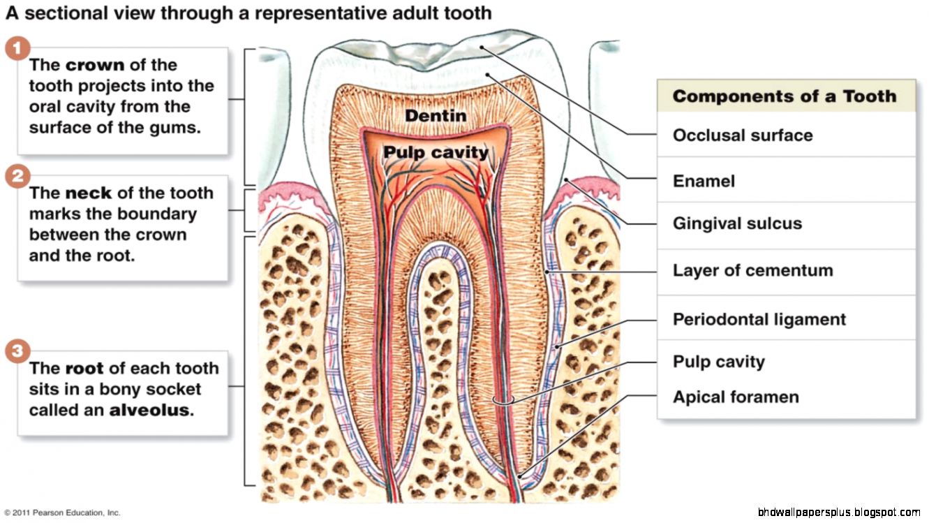 Digestive System