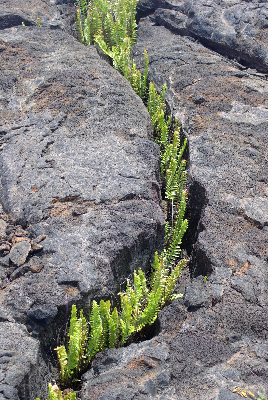 Ferns emerging from crack in lava