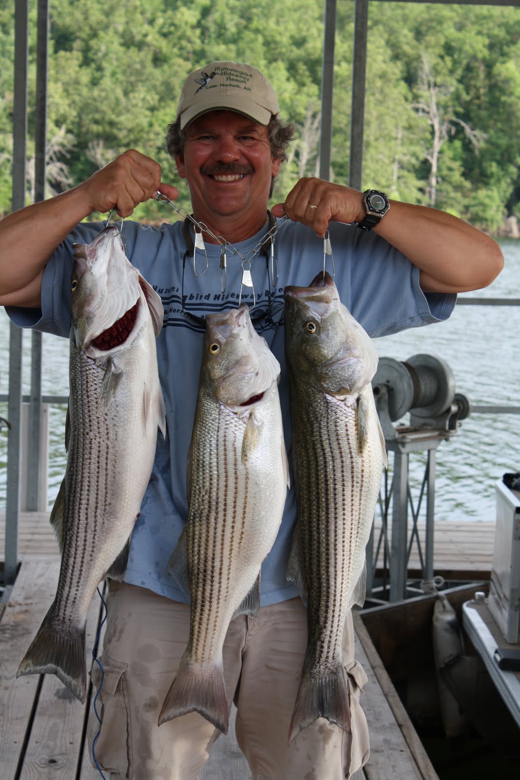Hummingbird Hideaway Resort on Norfork Lake Norfork Lake Fishing Report