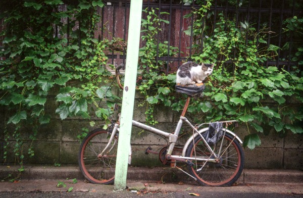 cat on bike