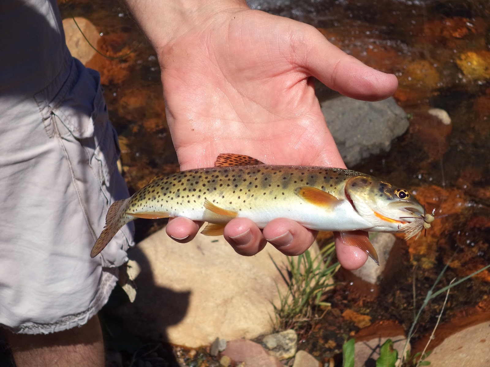 OUT THERE! Native Bonneville Cutthroat Trout (Utah's State Fish).