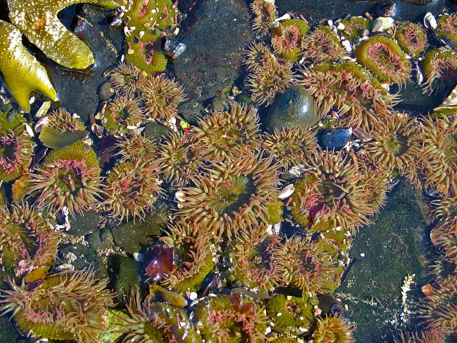 Buzz's Marine Life of Puget Sound: RANDOM COLLECTION OF PUGET SOUND