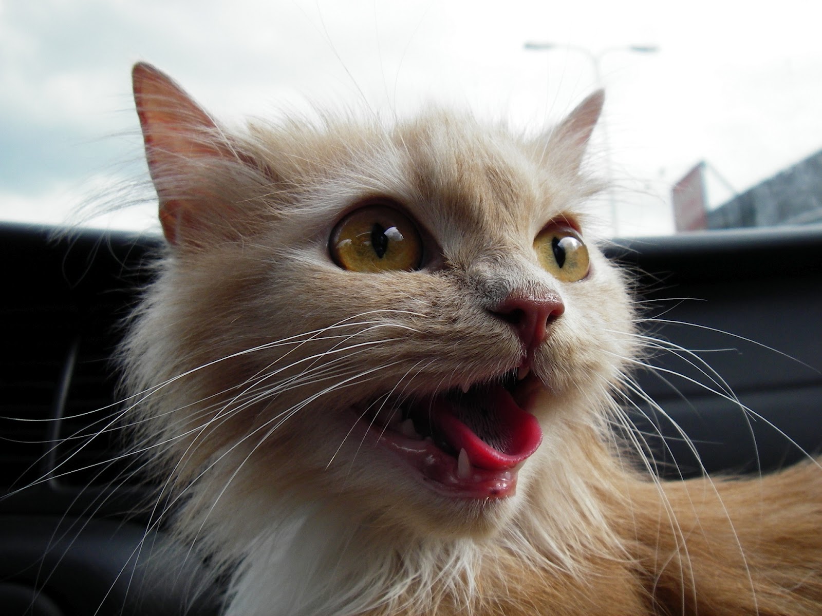 Cute upset cat Okay Wallpaper