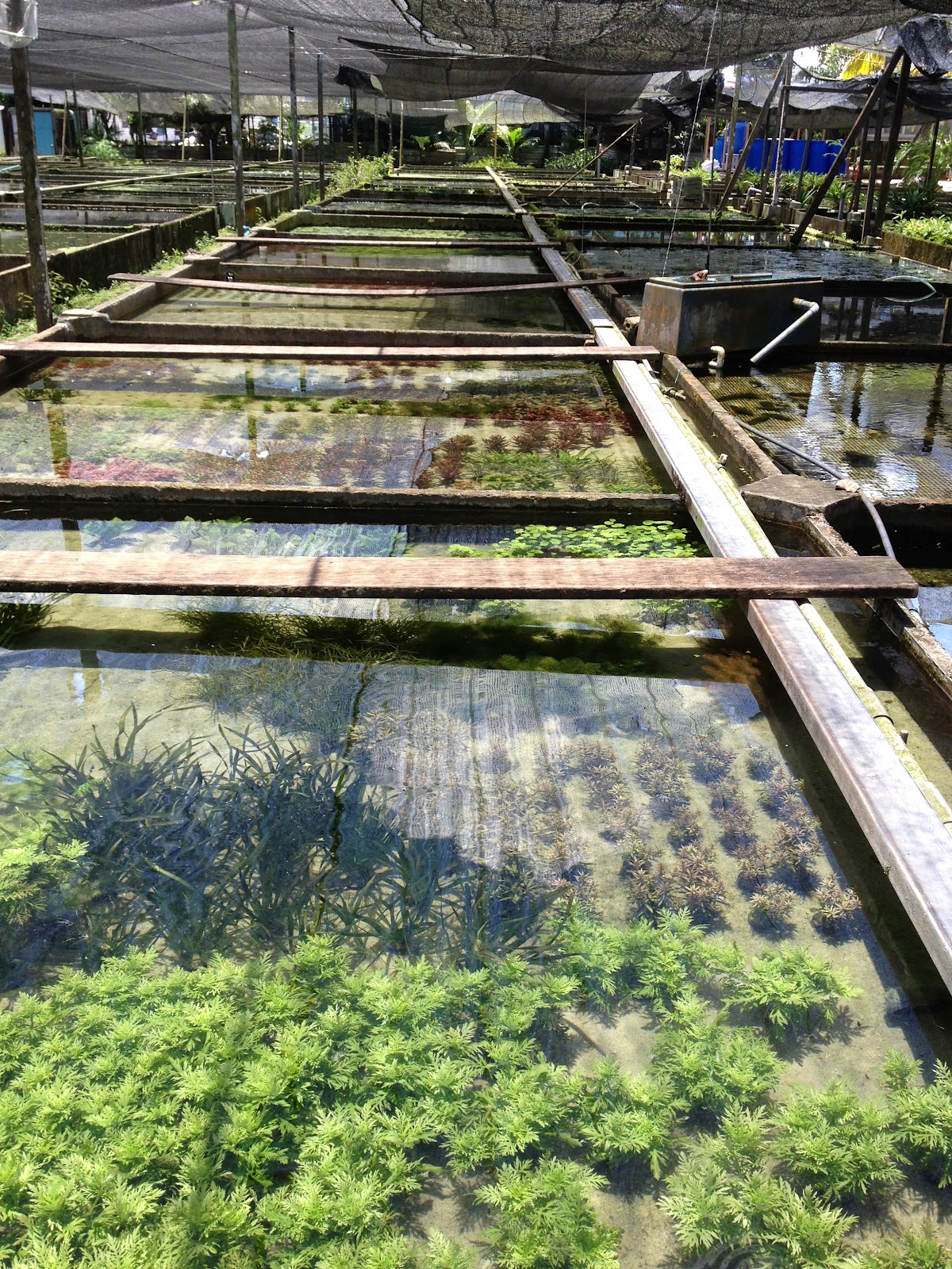 My Journey Of Keeping Planted Tanks Pasir Ris Fish Farms Trip