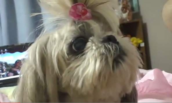 Como fazer o cão parar de latir