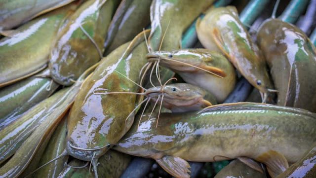 Sedang Trend Lele Higienis, Seperti Apa Budidaya Ikan Lele yang Bersih ini? Berikut Tips-tipsnya Sedang Trend Lele Higienis, Seperti Apa Budidaya Ikan Lele yang Bersih ini? Berikut Tips-tipsnya