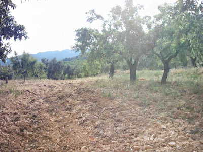 La pileta, camino, pantano de Pena, embalse, finca, almendros, olivos La pileta, camino, pantano de Pena, embalse, finca, almendros, olivos