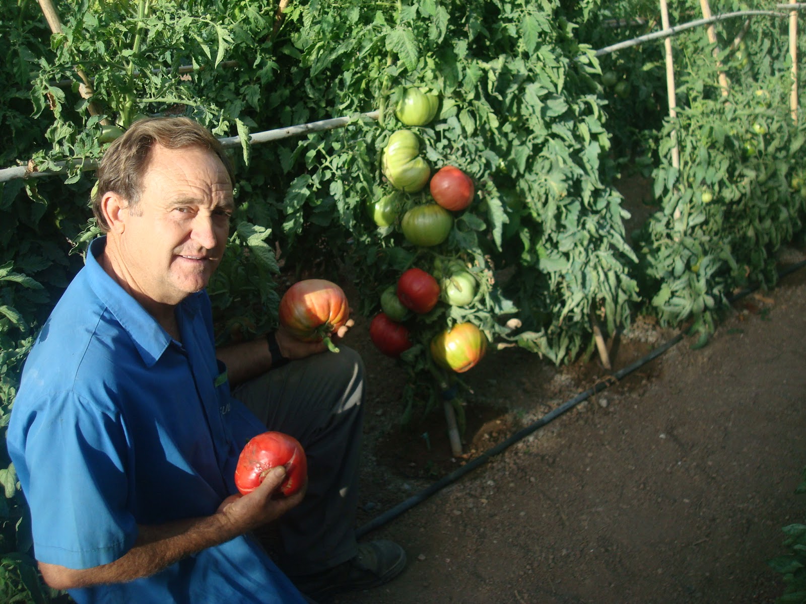 El Huerto de Pedro de forma Sana y Natural.: Tomates: Cosecha 2012