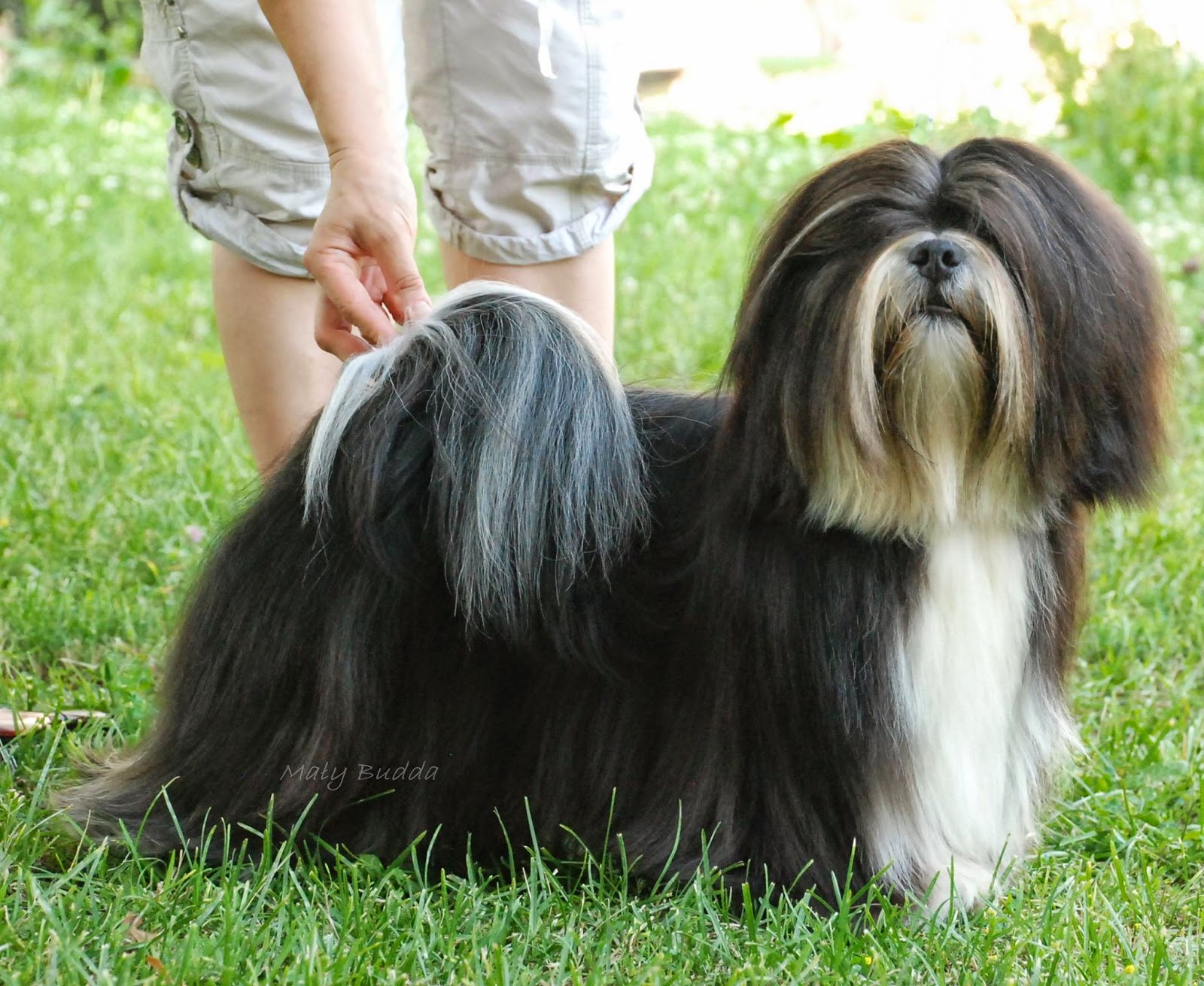 порода собак выведенных тибетскими монахами. тибетский мастиф покрашенный. лхаса апсо черный. лхаса апсо. лхасский апсо и ши-тцу.