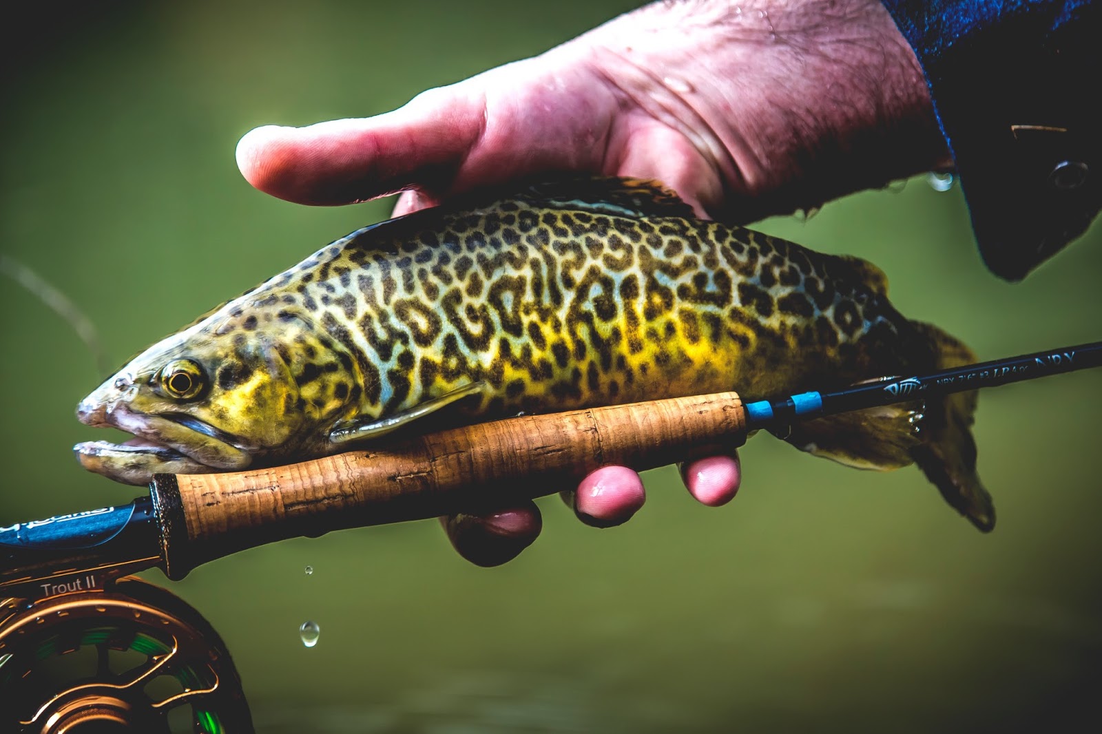 CutThroat Furled Leaders: Fly Fishing Leaders... Dry Fly, Nymphing