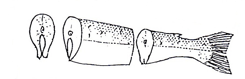 Potongan Ikan & Ayam - \\Food is all about Art//