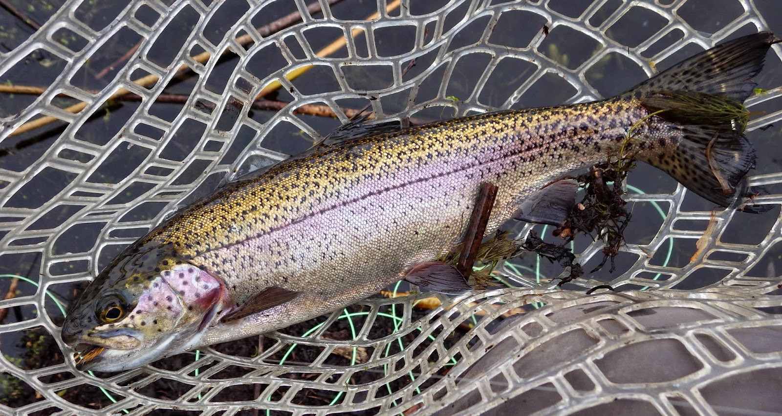 Home Waters A Fly Fishing Life Rocky Ford Creek Report The Purple Glow