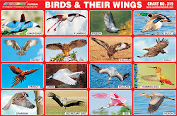 birds chart wings spectrum charts educational