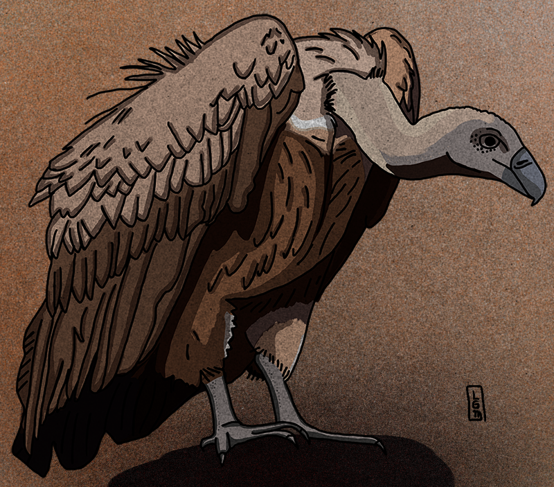 Vultures перевод на русский. Vultures перевод на русский. Vultures перевод на русский. Vultures фф. Гриф стервятник.