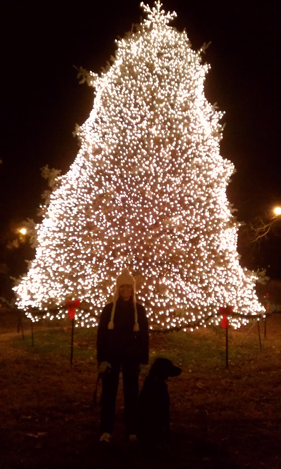 The Feather Files St Louis Site Candy Cane Lane