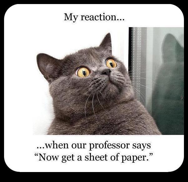 funny+cat+pic.jpg