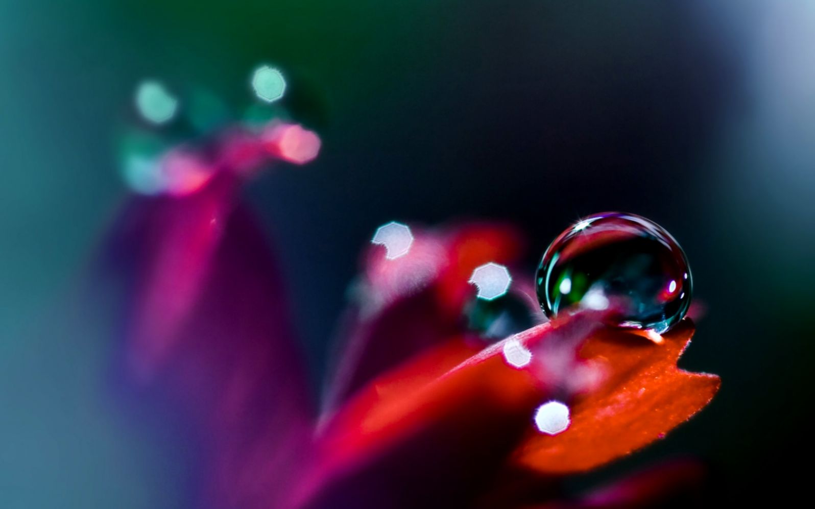 Macro Photography   Close up photos of water drops on Flower