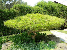 Waterfall Japanese maple bad pruning by garden muses-not another Toronto gardening blog