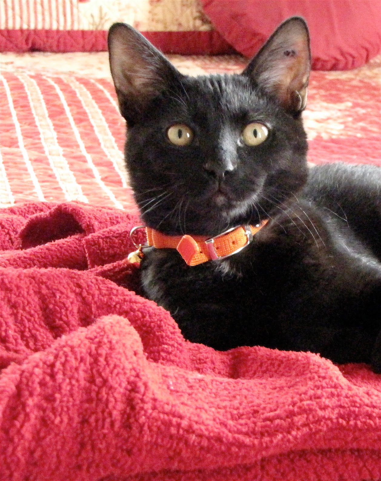 Tales from the Coop Keeper An Epic Tale of Woe