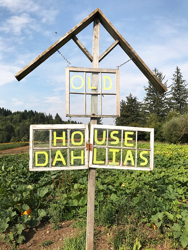 exploring we will go- a trip to the dahlia farm
