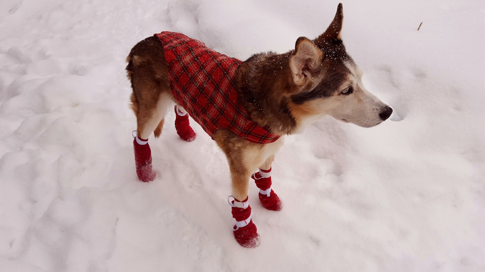 Rain's Kitchen and Garden! Homemade Dog Boots The Frugal Way!