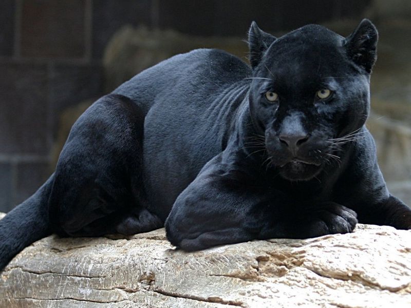 Animales Exoticos Informacion de la Pantera Negra