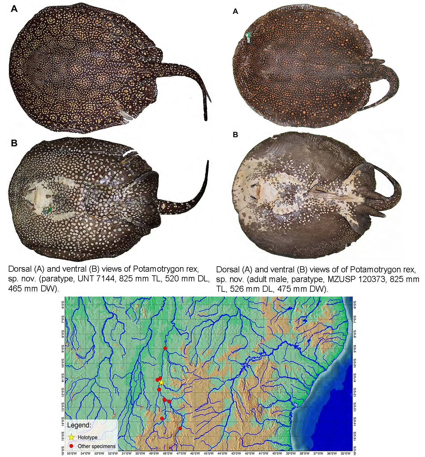 PDF) A systematic revision of the South American freshwater stingrays  (Chondrichthyes: Potamotrygonidae)