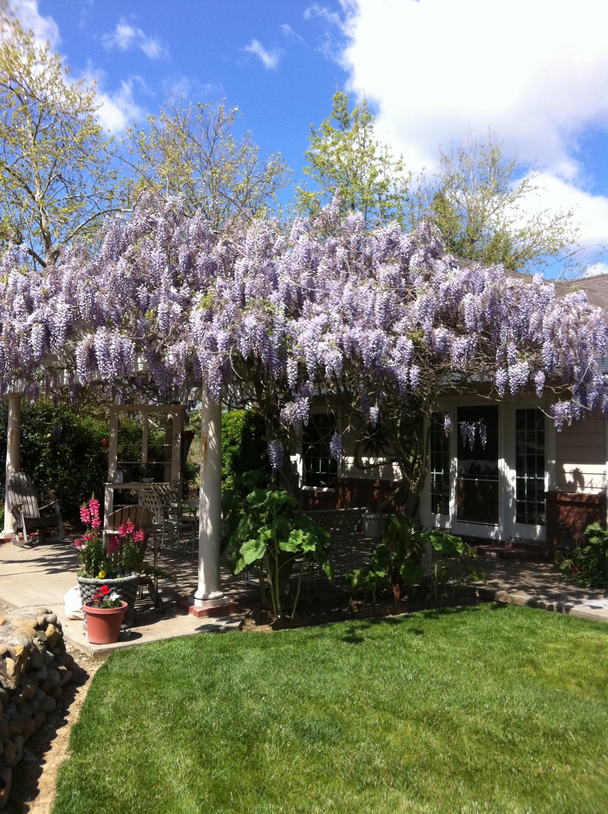 Cherish Home Everyday Wisteria Snow!