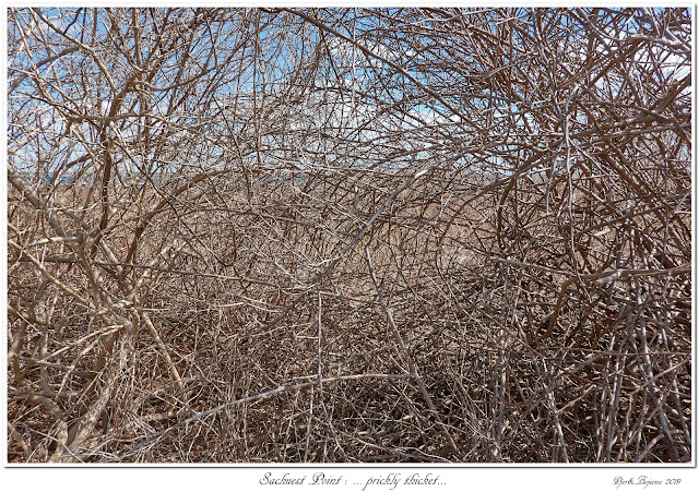 Sachuest Point: ... prickly thicket...