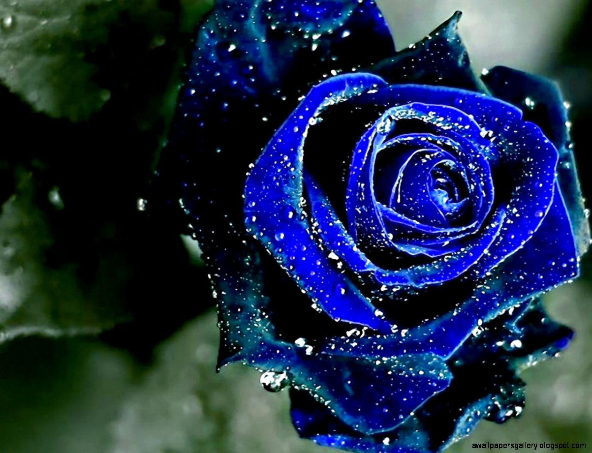 Most Beautiful Blue Flowers Wallpapers Gallery