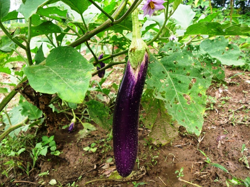 Health benefits Of Eggplant for the Body and Beauty Health Benefits