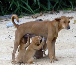 Hewan Peliharaan Murah Kota Pekanbaru Anjing Peburu