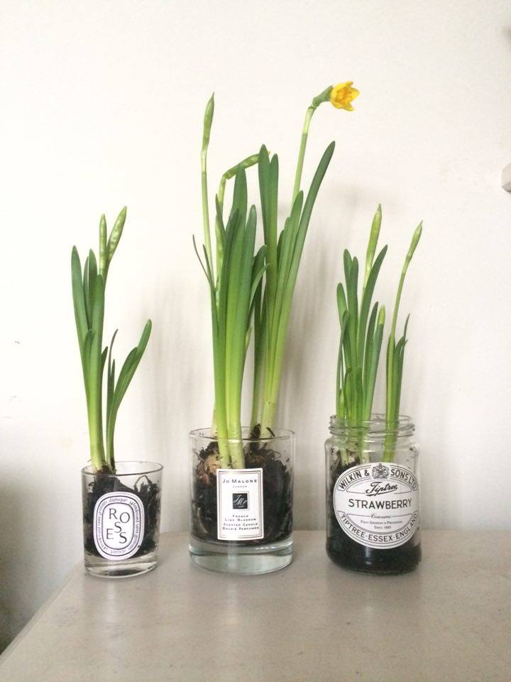 Spring Bulbs in Old Jars Roses and Rolltops