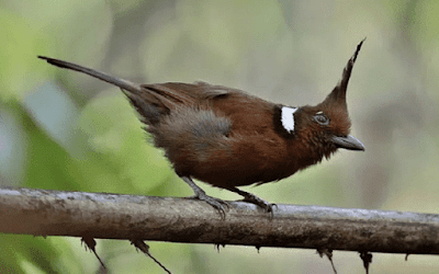 Daftar Resmi Harga Burung Cililin Update Terbaru Dikala Ini