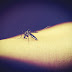 home remedies for malaria disease