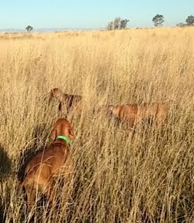 Hunting pheasant with half brother Havoc and his daughter Envy.