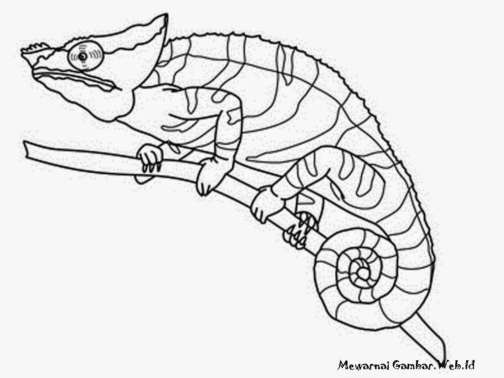 Download Kumpulan Gambar Sketsa Hewan  Reptil  Repptu
