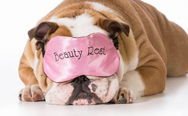beauty benefits of sleeping on a silk pillowcase sleeping dog