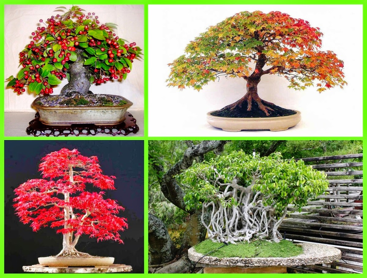 Business Ideas Growing Bonsai Trees