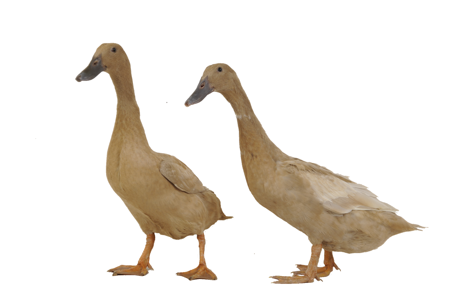 การเลี้ยงเป็ดไข่: พฤษภาคม 2015