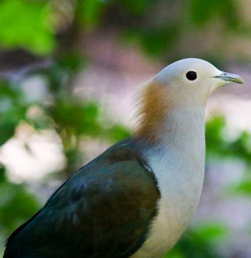 Indian birds - Photo of Green imperial pigeon - Ducula aenea