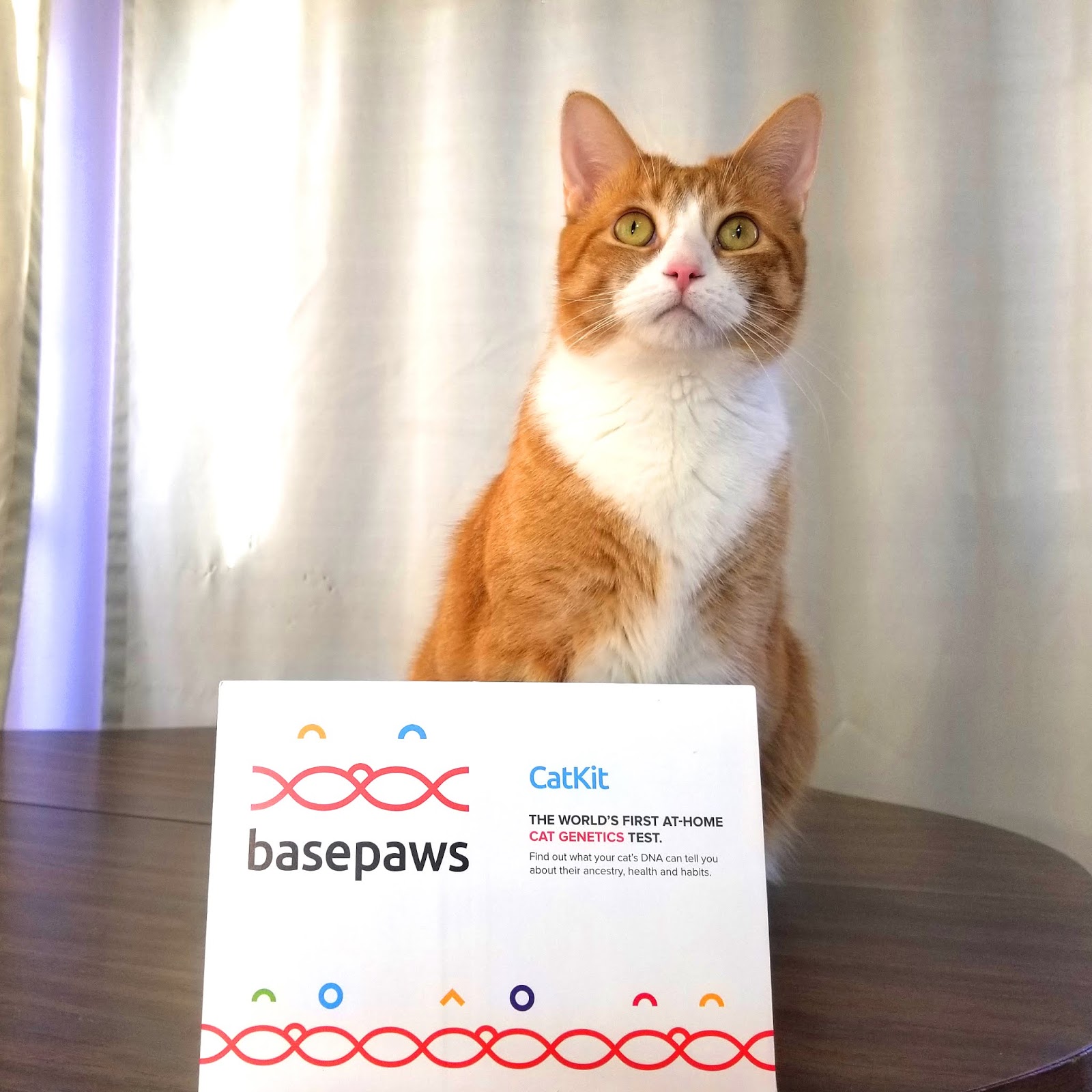 Sushi and Runt's Cat and Dog Blog ! Testing My Cats DNA ! Basepaws Cat