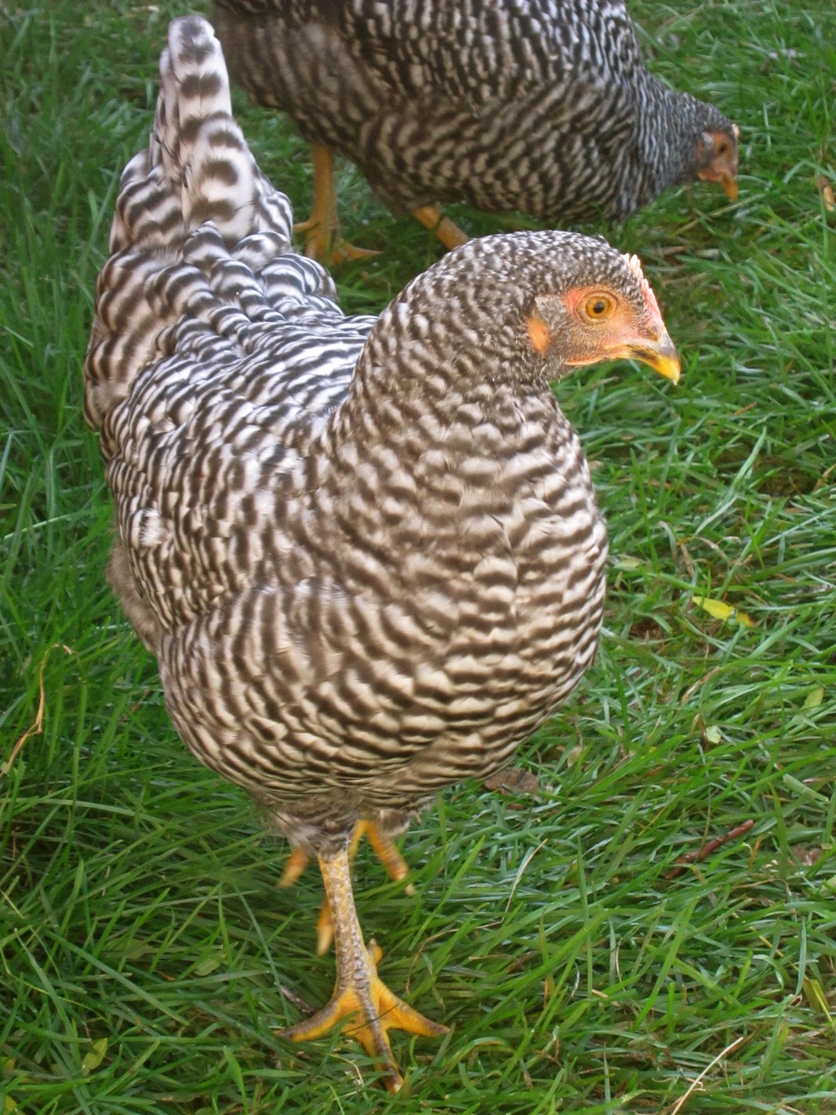 Living The Lock Life Having Urban Chickens will Attract predators