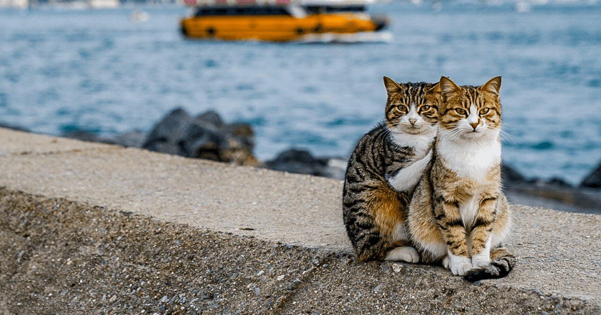 Photographer Captured Two Stray Cats Cuddling With His Camera And They Are Adorable